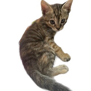 きじとらの女の子