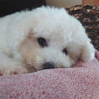 可愛くてがんばり屋のミルキー