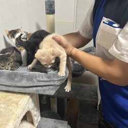 「ミルクとショコラ、里親さん決まりました！」サムネイル2