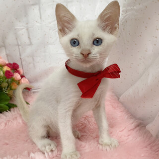 宝石のような青い瞳！白シャムの子猫『ましろ』