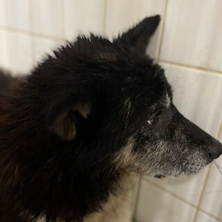 殺処分対象です！まだ若い様です！