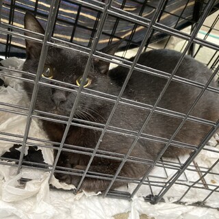 女の子、去勢手術した状態でのお渡しです