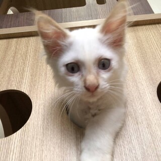 長毛ブルーアイの可愛いりむちゃん