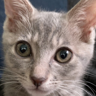 ２兄妹グレー猫♡ちぶんちゃん♀３か月