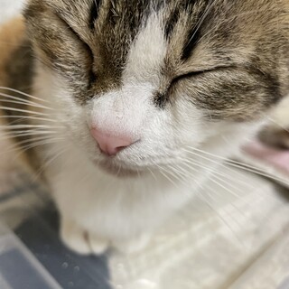 エイズ陽性猫ちゃんの里親さん募集中です！