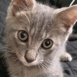 ２兄妹グレー猫♡ぴんつくん♂３か月