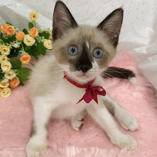 大型猫になりそう！将来有望シャム『たぬき君』