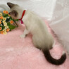 大型猫になりそう！将来有望シャム『たぬき君』 サムネイル3