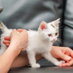 in瀬戸市☆続続・何と子猫が５０匹～の超子猫大祭！☆2023年7月23日（日）～ ちーむ にゃいんず