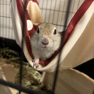 リチャードソンジリス♂♀ 沢山のお申し出感謝です