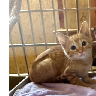 茶トラのチャーくん