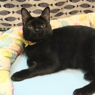 黒猫loversの皆さま(^^)/ペルル待ってるよ