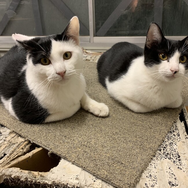 にゃかものカバー写真