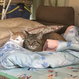 兄弟猫ちゃん2匹の里親募集！！