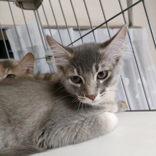 生後三ヶ月、アビソマ風のダイリュート兄妹