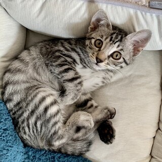 人も猫も大好きなひでよしクン