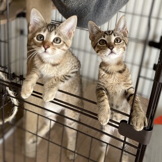 【7/30芝浦】初心者歓迎★美猫キジトラ麦わら兄妹