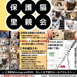 子猫だらけの里親会