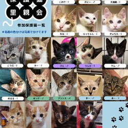 子猫だらけの里親会 サムネイル2