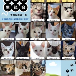子猫だらけの里親会 サムネイル3