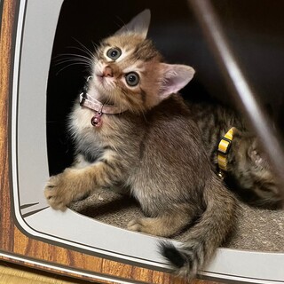 募集停止　小柄で少し珍しいムギワラ女子❤love