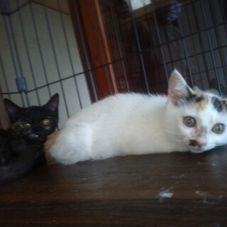 かわいい子猫の里親募集します！