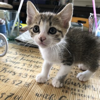 雑種メス一ヶ月