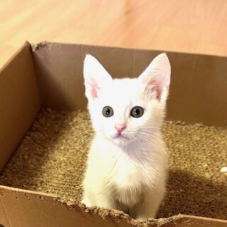 好奇心旺盛のおてんばさん　パンナちゃん