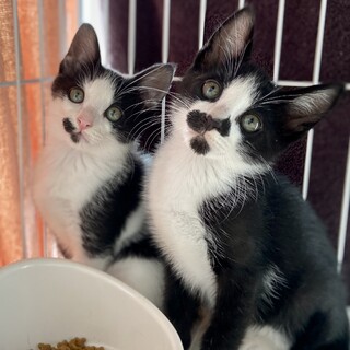 【10/22芝浦】初心者お子様OK甘えん坊黒白兄妹