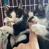 【10/22芝浦】初心者お子様OK甘えん坊黒白兄妹 サムネイル2