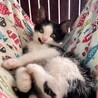 【10/22芝浦】初心者お子様OK甘えん坊黒白兄妹 サムネイル3