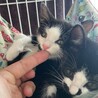 【10/22芝浦】初心者お子様OK甘えん坊黒白兄妹 サムネイル4
