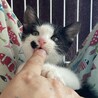 【10/22芝浦】初心者お子様OK甘えん坊黒白兄妹 サムネイル6