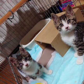 突然、母猫と公園デビューした子猫たち