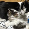 じゅんじゅんじゅ