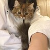 さららです