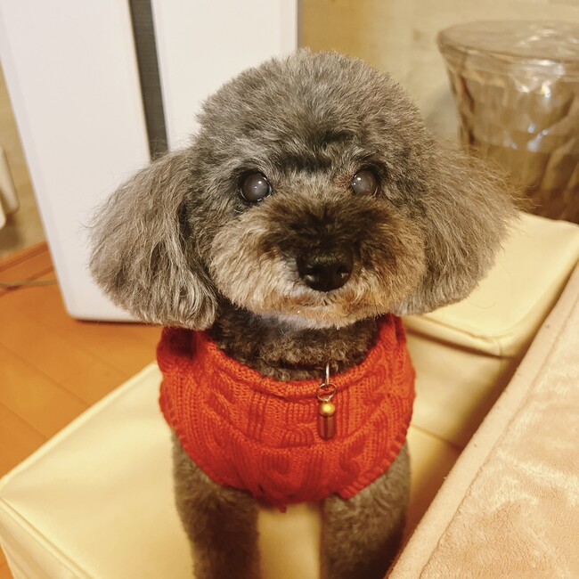 さららですのカバー写真