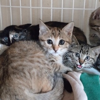 仔猫4匹兄妹募集中！まぁーちゃん