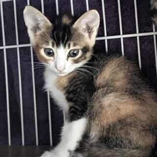 ちょっとビビリなプリティミケの　シェリーちゃん