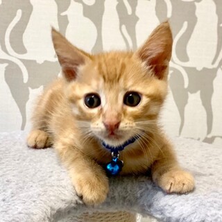 募集停止　の男の子⭐️プリン