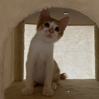 まん丸な目とフワフワ毛並みの可愛い男の子