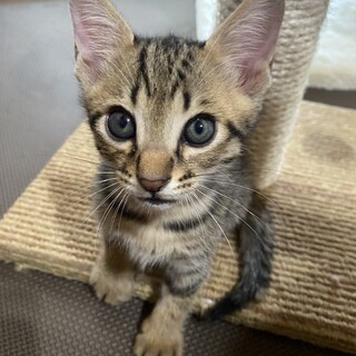 まるでトラの赤ちゃん！激カワキジトラの男の子♪