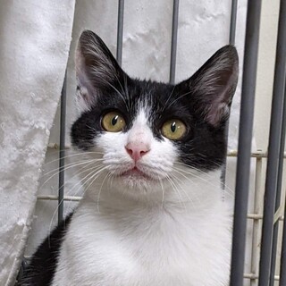 8月9日期限Help！ゴロスリ美猫❤️白黒ハチワレ