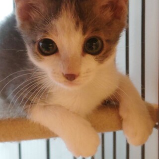 サバ白の甘太君里親募集一時停止