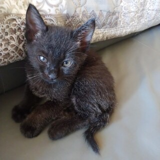 黒猫のマル君里親さん募集一時停止