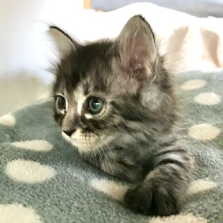 長毛ふわふわ男子コロコロなヌーくん