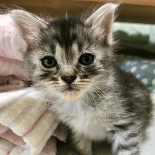 長毛ふわふわ唯一無二な女子ムニちゃん