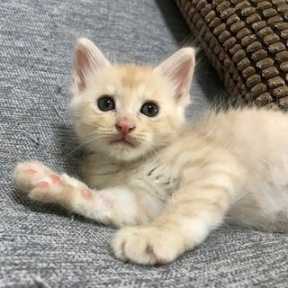 長毛ふわふわ男子チャイくん