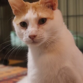 なでなで大好きめいほうちゃん【飛騨】