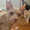 小柄なひるがのくん【飛騨】 サムネイル5